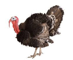 THANKSGIVING WILD TURKEY (Wild Green Roasted Turkey)